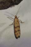 Homoeosoma sinuella
