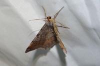 Macaria liturata