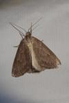 Pachycnemia hippocastanaria