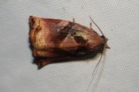 Archips podana