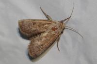 Agrotis bigramma