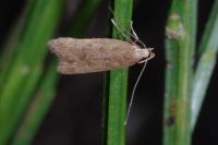 Helcystogramma lutatella