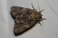 Acronicta rumicis