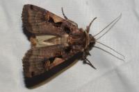 Xestia c-nigrum