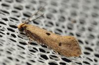 Tinea trinotella