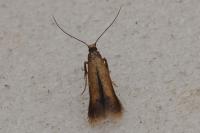 Coptotriche marginea