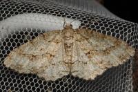 Ectropis crepuscularia