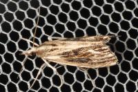 Catoptria verellus