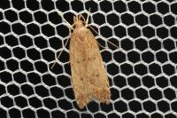Helcystogramma lutatella