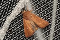 Mythimna albipuncta