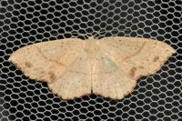 Cyclophora punctaria