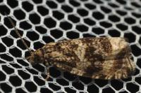 Celypha lacunana
