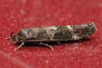 Mompha subbistrigella