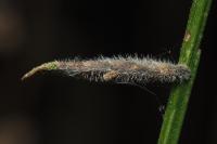 Coleophora calycotomella
