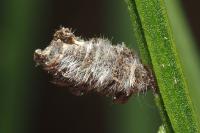 Coleophora saturatella