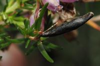Coleophora pyrrhulipennella