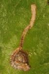Bucculatrix frangutella