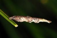 Coleophora calycotomella