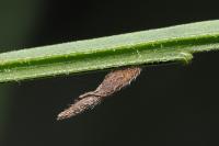 Coleophora calycotomella