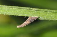 Coleophora calycotomella