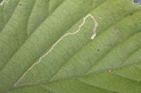 Stigmella microtheriella