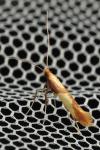 Caloptilia alchimiella