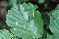 Phyllonorycter coryli