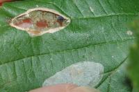 Phyllonorycter coryli
