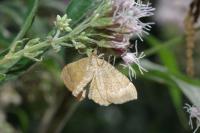 Camptogramma bilineata