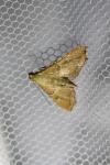 Endotricha flammealis