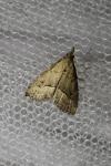 Schrankia taenialis