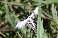 Pterophorus pentadactylus