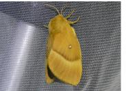 Lasiocampa quercus