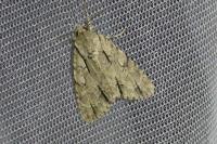 Acronicta psi/tridens
