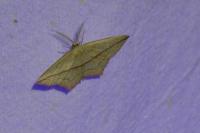 Timandra comae