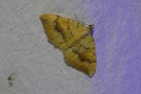 Camptogramma bilineata
