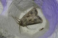 Agrotis bigramma