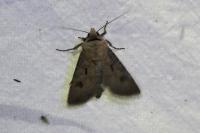 Agrotis exclamationis