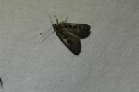 Xestia c-nigrum