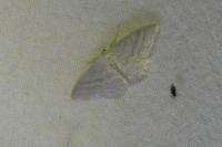 Idaea subsericeata