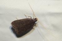 Homaloxestis briantiella