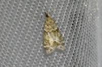 Eudonia mercurella