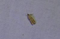 Homoeosoma sinuella