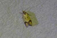 Agapeta zoegana