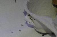 Spilosoma lubricipeda