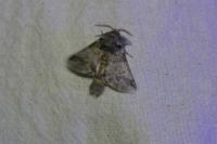 Thaumetopoea processionea