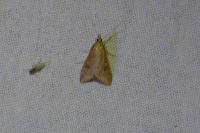Udea ferrugalis