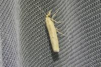 Pediasia contaminella