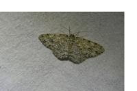 Ectropis crepuscularia