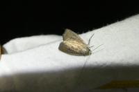 Coenobia rufa